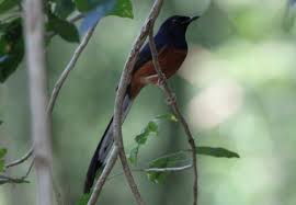 Hasil gambar untuk murai batu