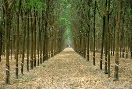 Image result for Tree plantation
