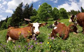 Résultat de recherche d'images pour "alpage"