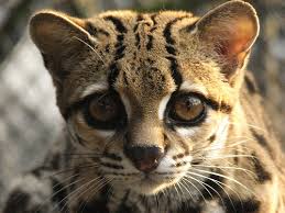 Image result for margay cat