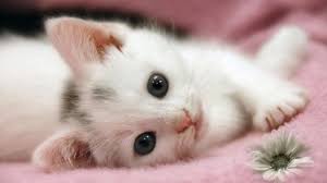 Image result for cute cat images hd