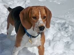 Resultado de imagen de beagle