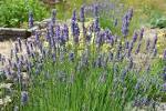 Lavender, Lavandula x intermedia aposGrosso plant facts - Eden Project