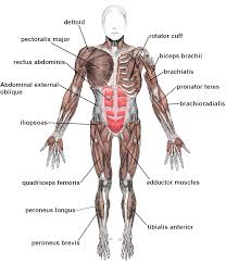 Resultado de imagen para cuerpo humano