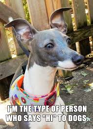 Image result for hi meme