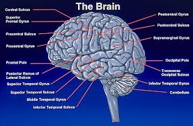 Image result for ‫مغز‬‎