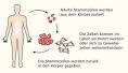 Adulte Stammzellen erneuern den Körper