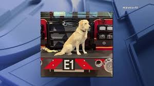 Midlothian Fire Department Mourns Loss of Firehouse Dog, Riggs