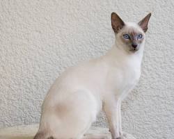 Siamese cat