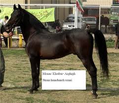 Image result for IRAN HORSES