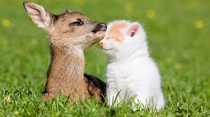 Résultats de recherche d'images pour « image d'animaux mignon »