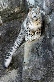 Résultat de recherche d'images pour "snow leopard biting tail"