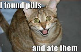 Funny Animal Quotes. QuotesGram via Relatably.com