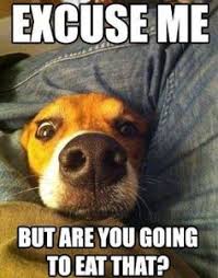 Dog Jokes on Pinterest | Funny Dog Jokes, Cute Dog Quotes and Cute ... via Relatably.com