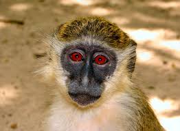 Image result for MONKEYS