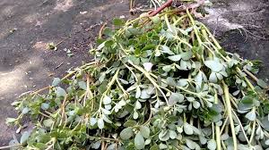 Resultado de imagem para beldroega