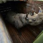 Seven rhinos after move park