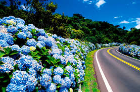 Resultado de imagem para gramado rs