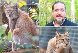 Return of the lynx: Wildwood Trust builds home for Britain’s missing predator