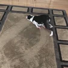 Dog rubs his face on the carpet | "My dog thinks he's a shark..." 😂🦈 Credit: Riley the Boston Terrier | By VT | Facebook