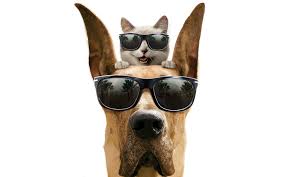Resultado de imagen de gatos y perros