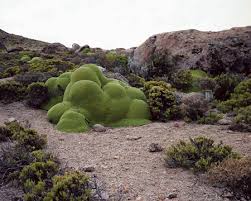 Image result for strange bushes