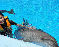 صورة Dolphin encounter in Hurghada with dolphins
