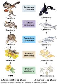 Image result for organisms and their environment