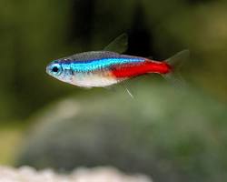 Neon tetras aquarium pet