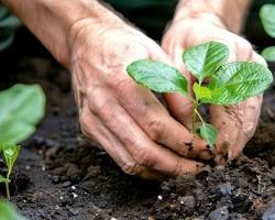 Image of person hands touching soil planting a small seedling in a sunlight garden healing and mental health concept nonAI photo 2026