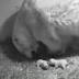Columbus Zoo releases new video of polar bear cubs