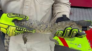 ¡Susto en Tonalá! Capturan a un cocodrilo en la colonia Nuevo Israel