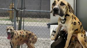 Sous une chaleur écrasante, une chienne allaitait ses 9 chiots le corps recouvert de motifs léopard jusqu'à l'intervention d'une association