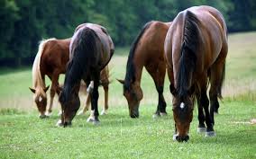 Image result for HORSE