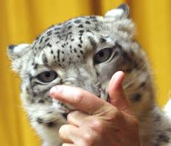 Résultat de recherche d'images pour "snow leopard biting tail"