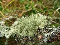 Image result for Usnea hippotrichoides