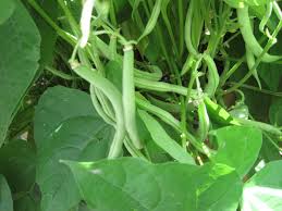 beans plants ile ilgili görsel sonucu