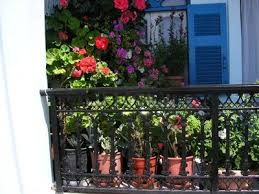 Résultat de recherche d'images pour "images plantes fleuries de terrasse"