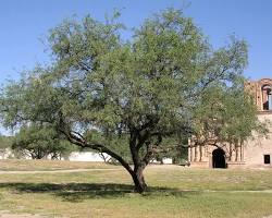 Image of Mesquite tree