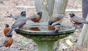 Image result for robins