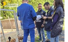 Sequestrato allevamento di cani nel Pisano, salvi 100 barboncini