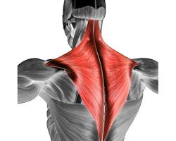 Trapezius muscle resmi
