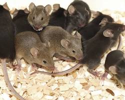 Image of group of mice huddled together