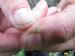 Image result for spittle bug