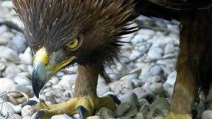 Resultado de imaxes para aguilas ibericas