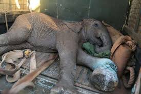 Before And After Photos Show What Love Can Do For Elephants ...
