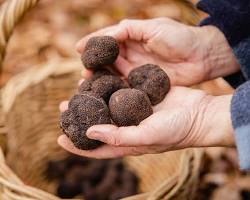 Image of Tasmanian Truffles