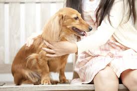 Risultati immagini per CAREZZE SUL FIANCO AL CANE