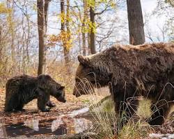 Imagem do Santuário do Urso Libearty, Romênia
