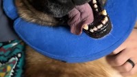 News - A Hero’s Retirement: Military Working Dog Bob’s life after service